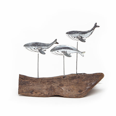 Shoeless Joe Swimming Silver Whales on Driftwood
